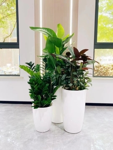 余姚植物出租，为您的空间增添自然清新气息